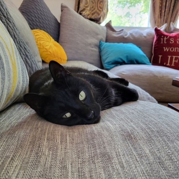 Welcome to my Posh Closet!! - Picture 12 of 15